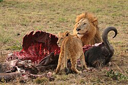 Male lion and cub with mostly eaten buffalo carcass in Sabi Sand Game Reserve
