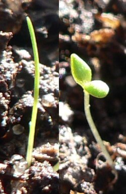 Monocot (left) and dicot (right)