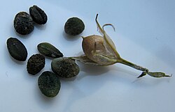 Fruit and seeds of P. paniculata