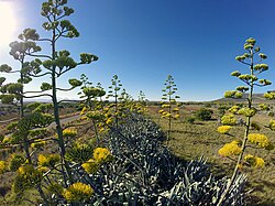 A row of agaves in bloom in the Karoo region of South Africa: the inflorescences of the plants are clearly visible.