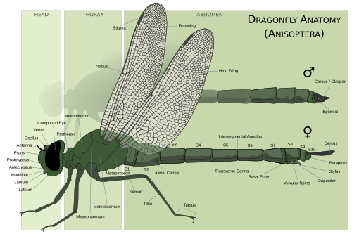 Anatomy of adult