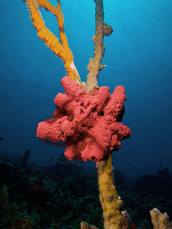 A sponge