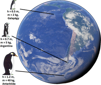 Bergmann's rule - Penguins on the Earth (mass m, height h)[1]