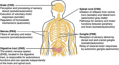 A map over the different structures of the nervous systems in the body, showing the CNS, PNS, autonomic nervous system, and enteric nervous system.