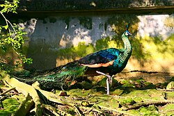 A green peafowl (Pavo muticus)