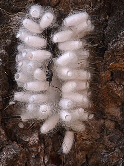 A hyperparasitoid chalcidoid wasp on the cocoons of its host, a braconid wasp, itself a koinobiont parasitoid of Lepidoptera