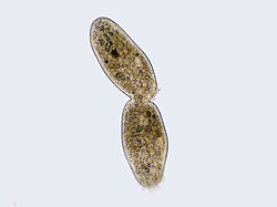 Ciliate undergoing cytokinesis, with the cleavage furrow being clearly visible