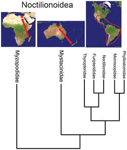 Relationship of biogeography and phylogeny of bat superfamily Noctilionoidea inferred from nuclear DNA sequence data, showing the basal position of the Malagasy family Myzopodidae. Locations with only fossil members are indicated by red stars.