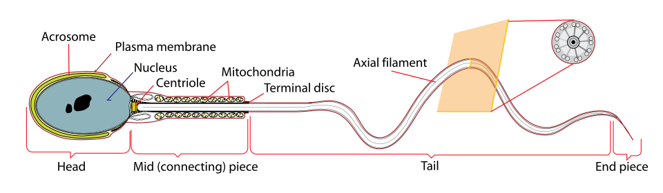 Diagram of human sperm cell