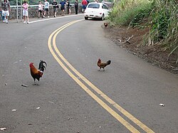 Why did the chicken cross the road? To get to the other side.