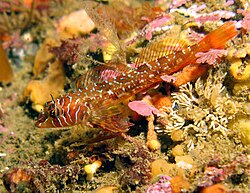 Longfin sculpin (Jordania zonope)