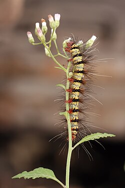Lepidopteran larvae typically live and feed on plants.