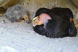 An adult with a 30-day-old chick in a cave nest near the Hopper Mountain National Wildlife Refuge, California, U.S.