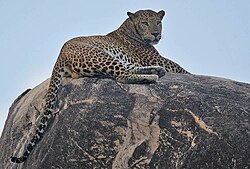 The Sri Lankan leopard (Panthera pardus kotiya) is an endangered subspecies of leopard native to Sri Lanka.