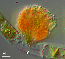 Vampyrella lateritia extracting algal cell content with a pseudopodium (arrow)