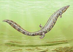 Archeria, an aquatic embolomere