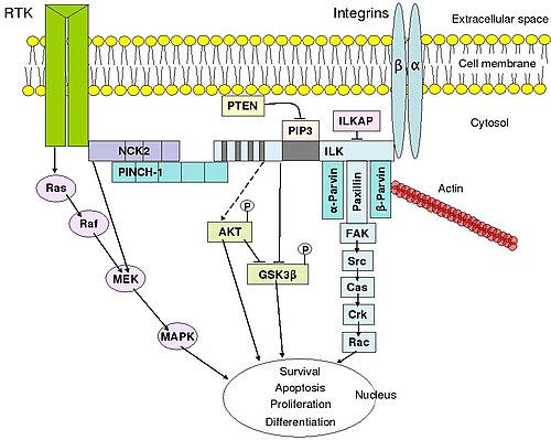 An overview of integrin-mediated signal transduction, adapted from Hehlgens et al. (2007).[40]