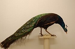 Black-shouldered Indian peafowl Pavo cristatus from private collection of Coenraad Jacob Temminck (1778–1858), held at Naturalis Biodiversity Center, Leiden, the Netherlands
