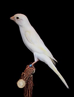 Llarguet canary in white