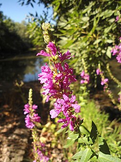 L. salicaria flowers