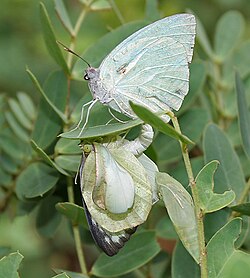 Male mottled emigrant butterfly (Catopsilia pyranthe) mating with newly emerged female