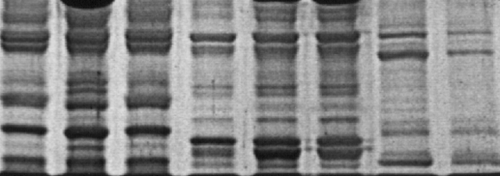 SDS protein gel images of sphinx moth caterpillars. It can be used in a similar way to DNA fingerprinting