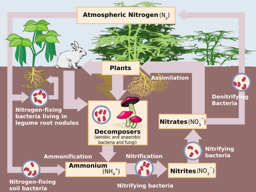 Schematic representation of the flow of nitrogen compounds through a land environment