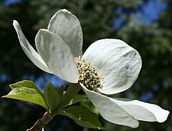 The flower of the Pacific dogwood is often associated with British Columbia.