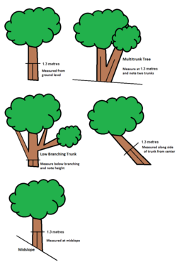 Tree girth measurement diagram