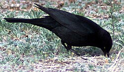 Breeding male Brewer's blackbird apparently gaping (see text) in soil
