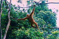 Adult and infant in Mount Leuser National Park