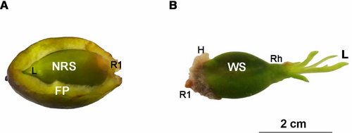 Seeds from Posidonia oceanica.[41] (A) Newly released seeds inside a fruit, (B) one-week-old seeds. FP: fruit pericarp, NRS: newly released seeds, WS: 1-week-old seeds, H: adhesive hairs, S: seed, R1: primary root, Rh: rhizome, L: leaves.