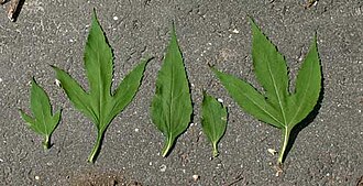 Variation in leaves from the giant ragweed illustrating positional effects. The lobed leaves come from the base of the plant, while the unlobed leaves come from the top of the plant.