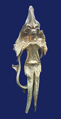 A mummified "Sea Devil" (Persian: شیطان دریا) fish, Mashhad Museum, Iran.