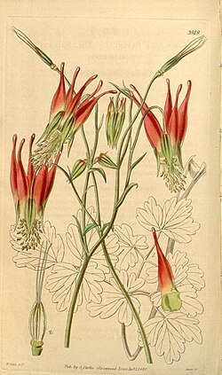 Botanical drawing of A. skinneri published with Hooker's description in Curtis's Botanical Magazine in 1842
