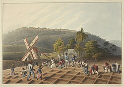Planting the sugar cane, British West Indies, 1823