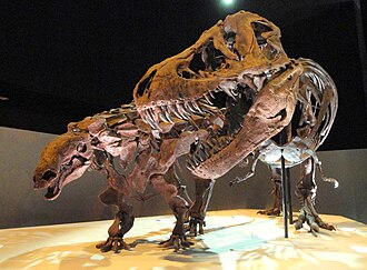 Dinosaur exhibit at the Houston Museum of Natural Science