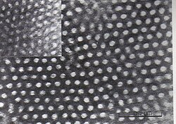 SBS block copolymer in TEM