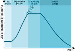Bacterial growth curve