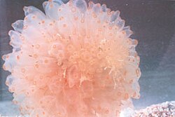 The tunicate Ecteinascidia turbinata yields the anti-cancer drug Yondelis.