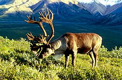 Rangifer tarandus caribou, a member of the woodland ecotype