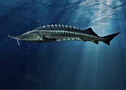 The Beluga sturgeon (Huso huso) is an example of a critically endangered species. Their wild populations have been reduced significantly due to overharvesting for its caviar.
