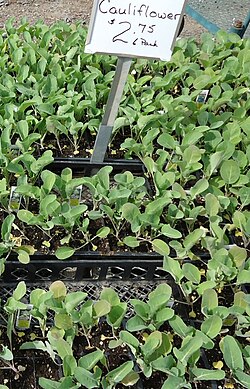 Cauliflower plants growing in a nursery