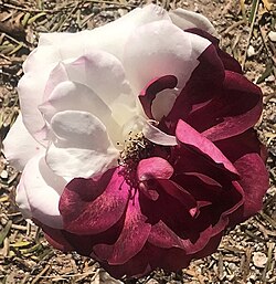 Two-colored rose chimera