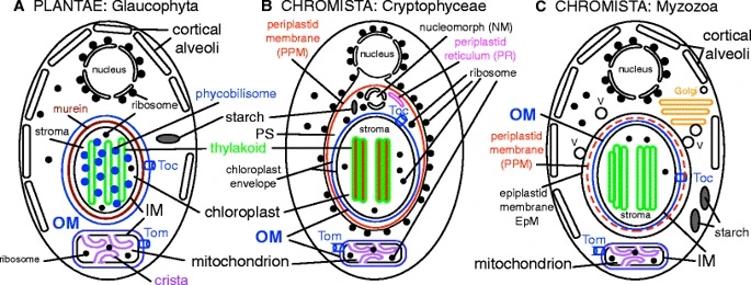 Structure of some types of Chromista compared with plant cell (left). The idea was that the Chromista had arisen, supposedly just once (making them monophyletic, and in Tom Cavalier-Smith's view a separate Kingdom) by enslaving a red alga, ending up with multiple membranes around what became their red plastids. Groups lacking red plastids were supposed to have secondarily lost them. The Cryptophyta are within the Cryptista; the Myzozoa are within the Alveolata.