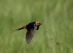 H. a. unitatis in flight in KwaZulu-Natal