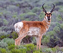 Antilocapra americana (pronghorn)