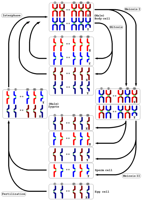 Overview of chromatides' and chromosomes' distribution within the mitotic and meiotic cycle of a male human cell