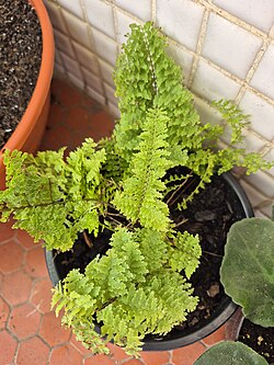 Homegrown fern in Brazil