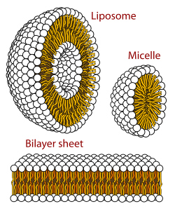 Self-organization of phospholipids: a spherical liposome, a micelle, and a lipid bilayer.